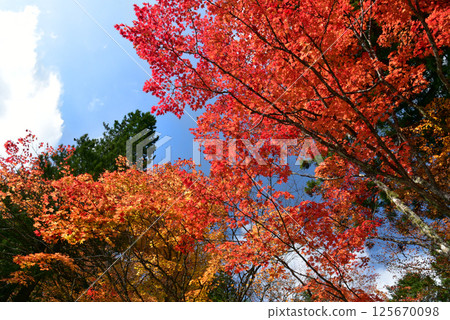 Blue skies and bright red autumn leaves 125670098