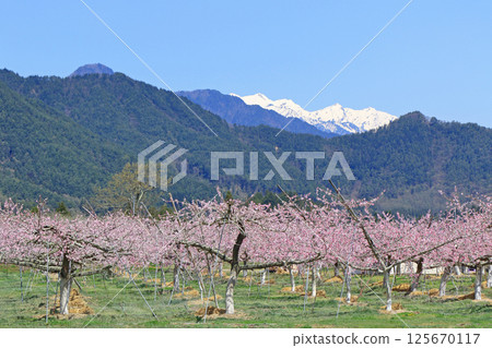 Spring of Azumino where peach blossoms bloom 125670117