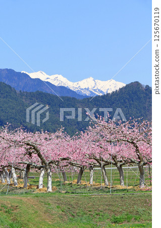 Spring of Azumino where peach blossoms bloom Spring of Azumino where peach blossoms bloom 125670119