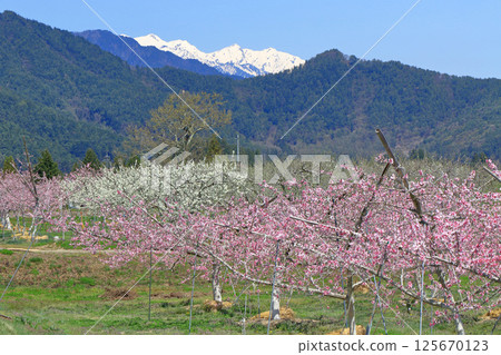 桃花盛開的安zu野的春天 125670123