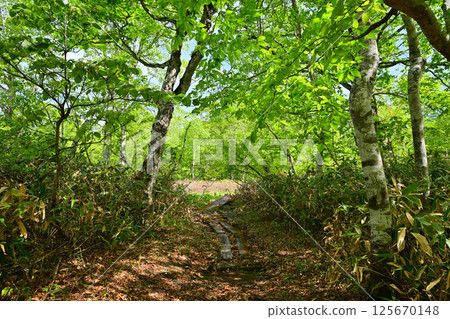 Primeval beech forest, Tashiro Marshland Promenade on the plateau, Okutone Water Source Forest, Minakami Town 125670148