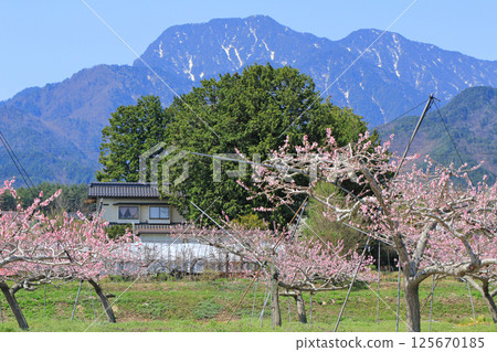 Spring of Azumino where peach blossoms bloom 125670185