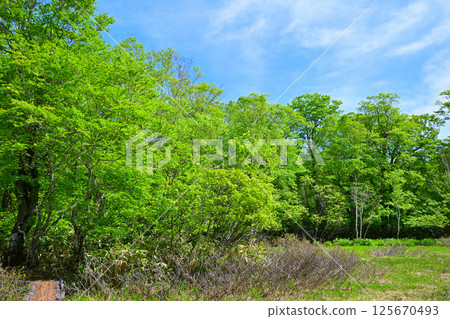 A view of the lush green forest floor, Tashiro Marshland on the plateau, Okutone Water Source Forest, Minakami Town 125670493