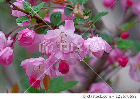 Pink daisy flower (spring, April) Pink daisy flower (spring, April) 125670652