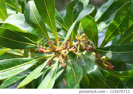 Red bayberry female flowers (spring, April) 125670711