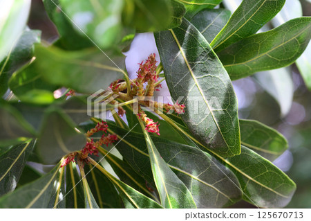 Red bayberry female flowers (spring, April) 125670713