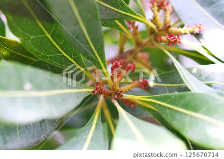 Red bayberry female flowers (spring, April) 125670714