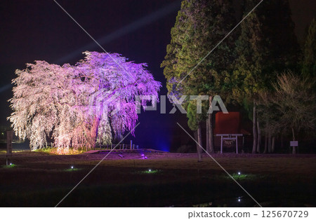 夢幻之夜：秋田縣大白正枝垂櫻點燈 125670729