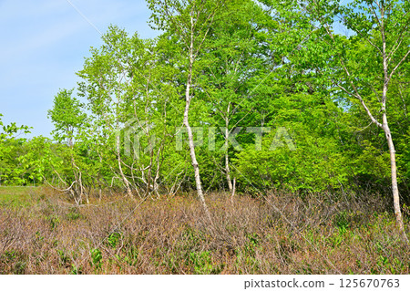 A view of the lush green forest floor, Tashiro Marshland on the plateau, Okutone Water Source Forest, Minakami Town A view of the lush green forest floor, Tashiro Marshland on the plateau, Okutone Water Source Forest, Minakami Town 125670763