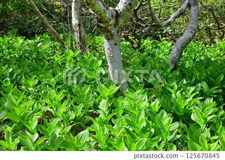 田代濕原:群馬縣初夏時節,森林地面上生長著一簇百合花 田代濕原:群馬縣初夏時節,森林地面上生長著一簇百合花 125670845