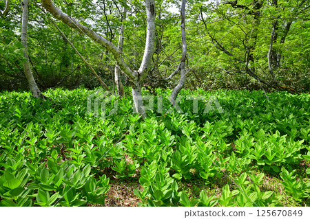 Tashiro Marshland: A cluster of lilies growing on the forest floor, a view from early summer, Gunma Prefecture 125670849