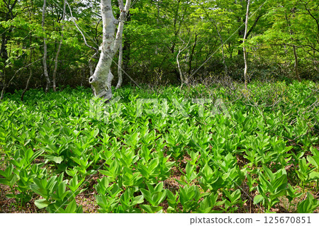 田代濕原:群馬縣初夏時節,森林地面上生長著一簇百合花 田代濕原:群馬縣初夏時節,森林地面上生長著一簇百合花 125670851