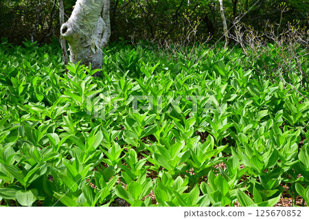 Tashiro Marshland: A cluster of lilies growing on the forest floor, a view from early summer, Gunma Prefecture Tashiro Marshland: A cluster of lilies growing on the forest floor, a view from early summer, Gunma Prefecture 125670852