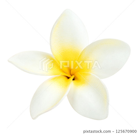 white flowers frangipani or plumeria isolated. white flowers frangipani or plumeria isolated. 125670900