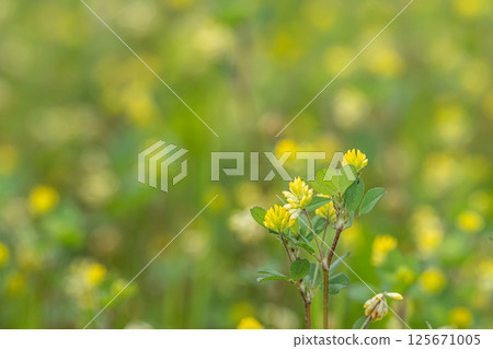 彗星Tsukkusa 彗星Tsukkusa 125671005