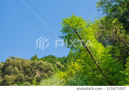 Fresh green forest scenery along the Kiyotaki River, Ukyo Ward, Kyoto City 125671007