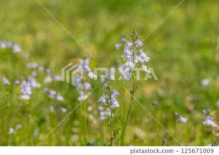 Oumatsu彈跳跑 125671009