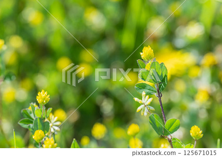 彗星Tsukkusa 125671015