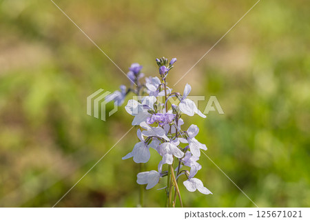 Oumatsu彈跳跑 125671021