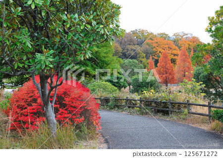 大高綠地公園的紅葉 125671272