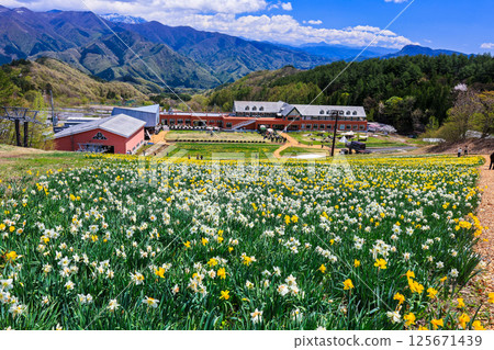 Daffodil field and view 125671439