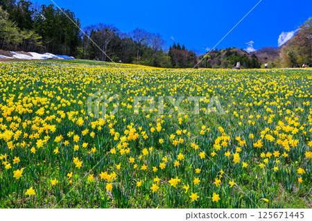 Daffodils blooming against a blue sky 125671445