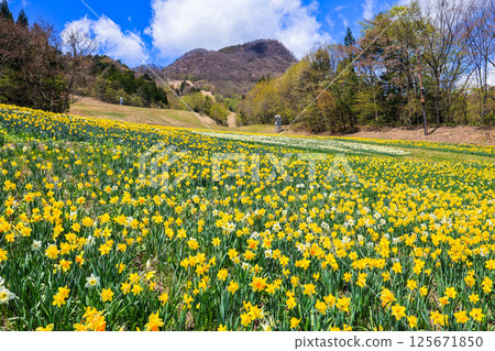 Colorful daffodil fields in full bloom Colorful daffodil fields in full bloom 125671850