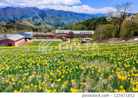 Daffodil field and view 125671852