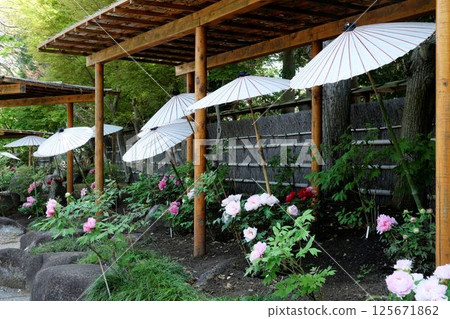 Peonies and Japanese umbrellas - Peony garden at Tsurugaoka Hachimangu Shrine 125671862