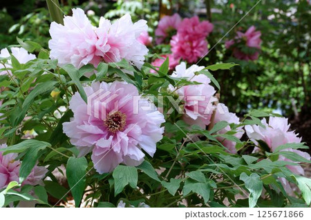 Peony flower 125671866
