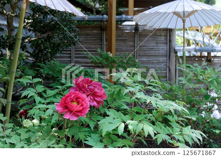 Peonies and Japanese umbrellas - Peony garden at Tsurugaoka Hachimangu Shrine Peonies and Japanese umbrellas - Peony garden at Tsurugaoka Hachimangu Shrine 125671867