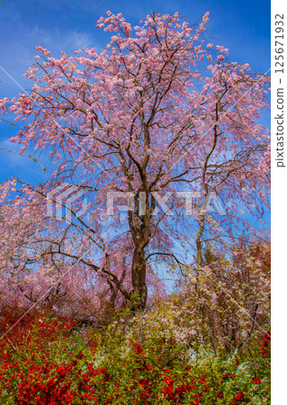 [Kyoto scenery] Cherry blossoms at Haradanien surrounded by colorful flowers 125671932