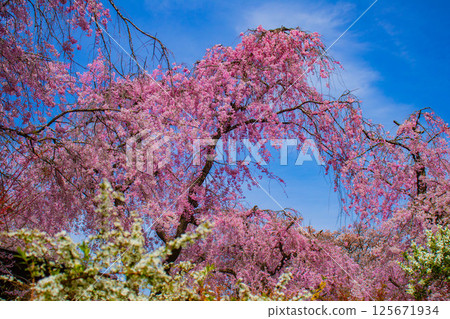 [京都風景] 原谷園櫻花盛開，五彩繽紛的花朵環繞 125671934