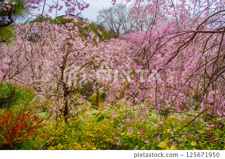 [Kyoto scenery] Cherry blossoms at Haradanien surrounded by colorful flowers 125671950