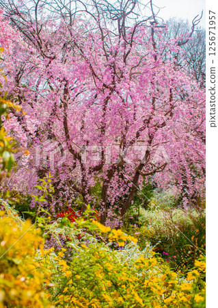 [Kyoto scenery] Cherry blossoms at Haradanien surrounded by colorful flowers 125671957