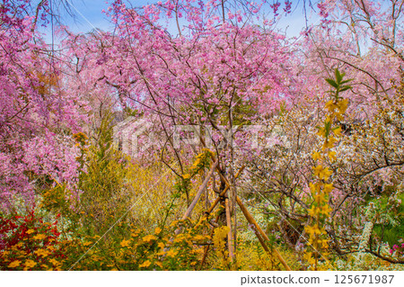 [京都風景] 原谷園櫻花盛開，五彩繽紛的花朵環繞 125671987