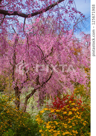[京都風景] 原谷園櫻花盛開，五彩繽紛的花朵環繞 125671988