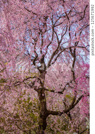 [Kyoto scenery] Cherry blossoms at Haradanien surrounded by colorful flowers 125671992
