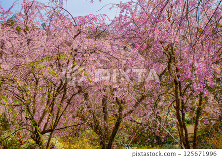 [Kyoto scenery] Cherry blossoms at Haradanien surrounded by colorful flowers 125671996