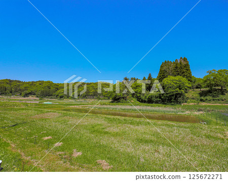 新鮮的綠色和藍天 新鮮的綠色和藍天 125672271
