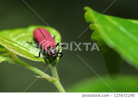 A red-winged lanternfly beetle that closely resembles a red-winged stag beetle (natural light + strobe macro photography) A red-winged lanternfly beetle that closely resembles a red-winged stag beetle (natural light + strobe macro photography) 125672290