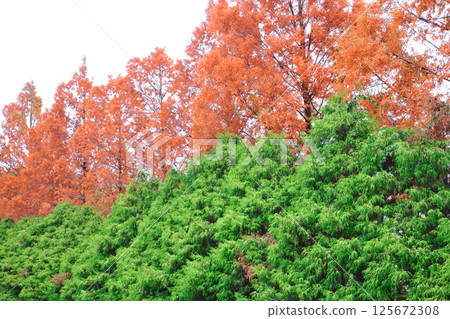 大高綠地公園的紅葉 大高綠地公園的紅葉 125672308