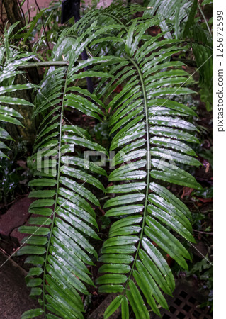 An evergreen fern called Nambu Fern (Nambu Fern family) An evergreen fern called Nambu Fern (Nambu Fern family) 125672599