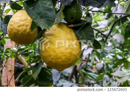 Lemon/Citron Hybrid Lemon (Ponderosa) Lemon/Citron Hybrid Lemon (Ponderosa) 125672603