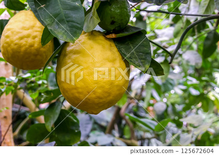 Lemon/Citron Hybrid Lemon (Ponderosa) Lemon/Citron Hybrid Lemon (Ponderosa) 125672604