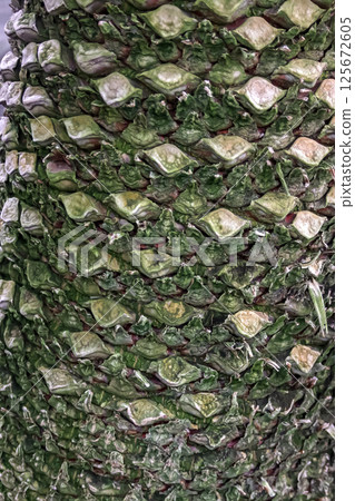 Trunk sculpture of Siamese cycad, an evergreen shrub of the Cycadaceae family 125672605