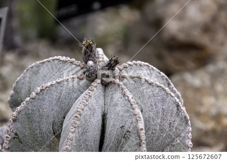 Round cactus, Astrophytum Millionestigma Strongylogonum 125672607