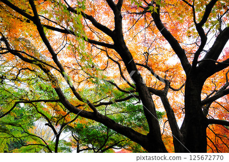 大高綠地公園的紅葉 125672770