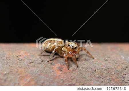 Close-up of a cute Denitz jumping spider on a rusty handrail (macro photography in natural environment) 125672848