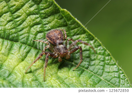 A bristly, brown-bristled crab spider poses on a leaf (natural environment, strobe macro photography) 125672850